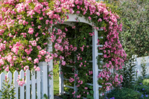 USA, New England, Maine, Cape Porpoise, flower covered gate, summer USA, New England, Maine, Cape Porpoise, flower covered gate, summer
